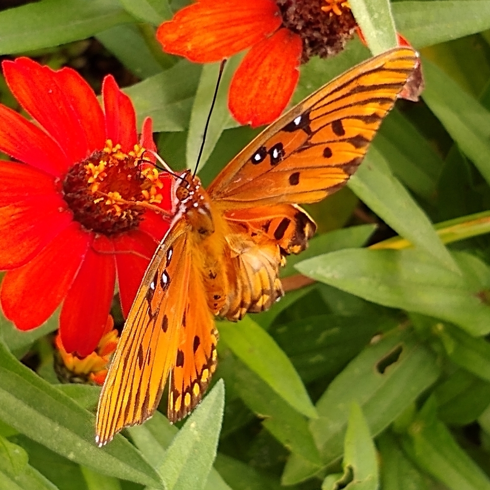 Meet your Posher, Jane